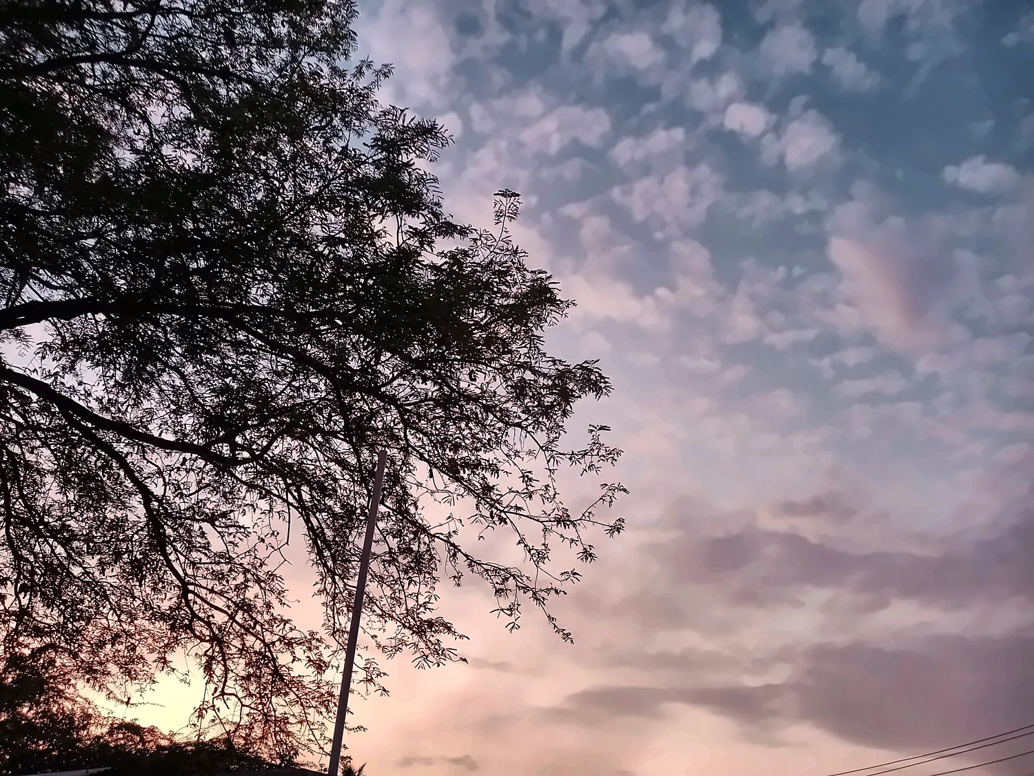 a tree against a pink sunset